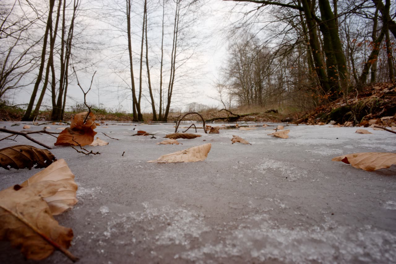 Fallen beech leaves on a frozen woodland path, developed in Darkroom from a Sony A7 II raw file